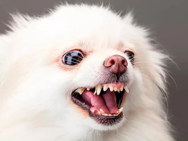 Зубы белого померанца Фото