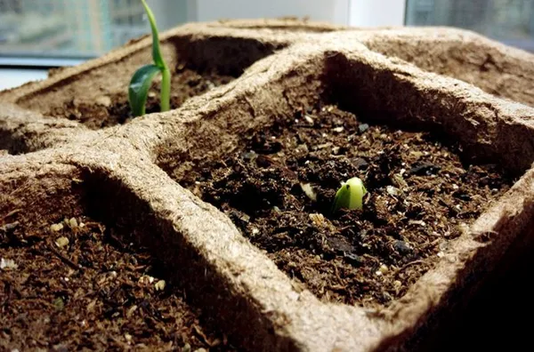 Как вырастить брокколи на огороде - пошаговая инструкция!