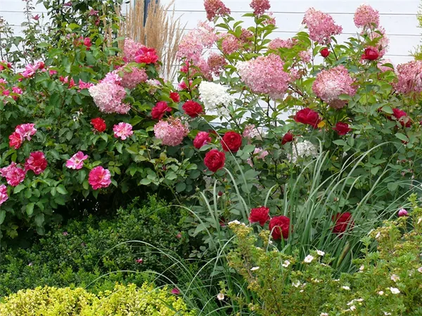 Что можно сажать рядом с вишней: 5 лучших растений-соседей