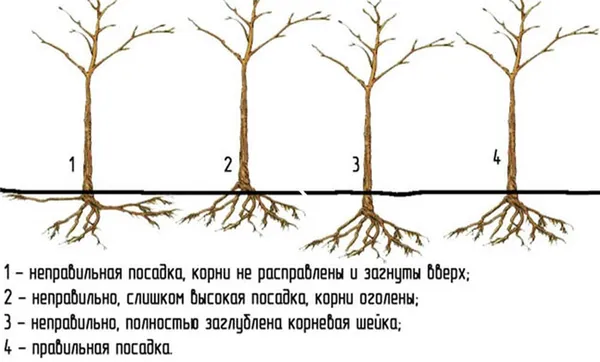 Схема правильной и неправильной посадки саженцев плодовых деревьев