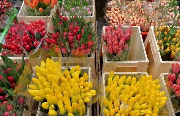 Тюльпаны, которые готовы к продаже