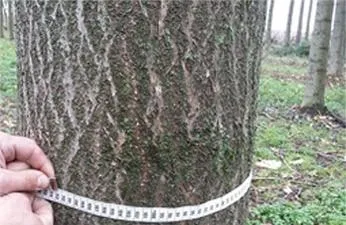 Быстрорастущее дерево павловния: особенности, уход, размножение