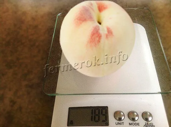 Плоды среднего размера, примерная масса 150-200 граммов
