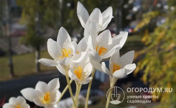 Шафран прекрасный (на фото – сорт «Альбус» со снежно-белыми лепестками) зацветает в сентябре, отличается крупными размерами цветков: до 7 см в диаметре