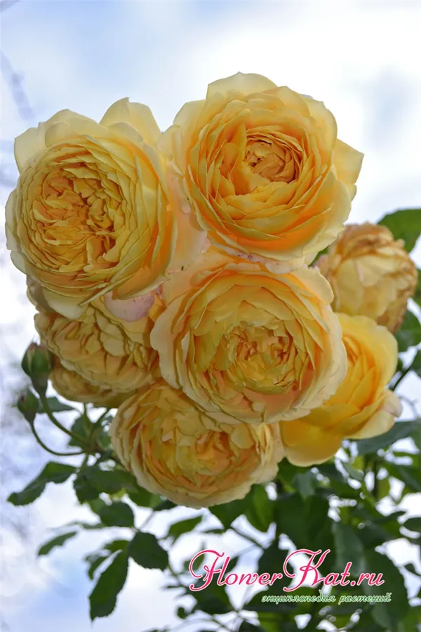 Голден Селебрейшен - один из лучших сортов английских роз от Остин - фотография