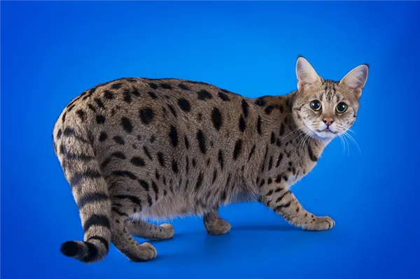 Полудикие породы кошек, которые стоят дорого: сафари