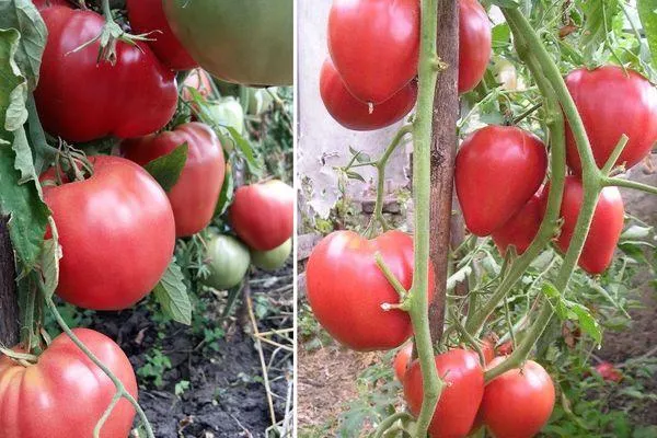 Выращивание томата