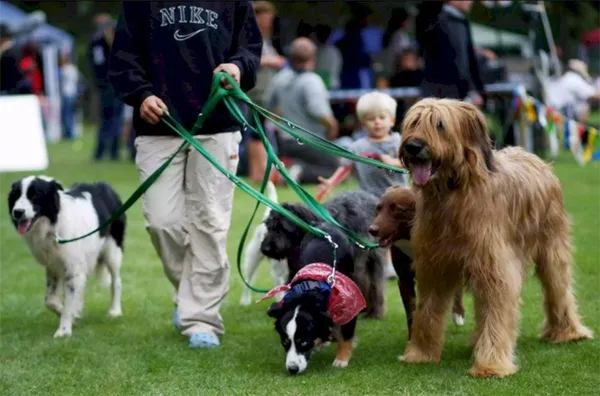 Выгуливатели собак особенно распространены в больших городах, где квартирным собакам требуется больше упражнений, чем их владельцы. Многие собачники также работают нянями (и наоборот).