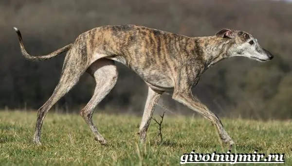 Грейхаунд-собака-Описание-особенности-уход-и-цена-грейхаунда-4