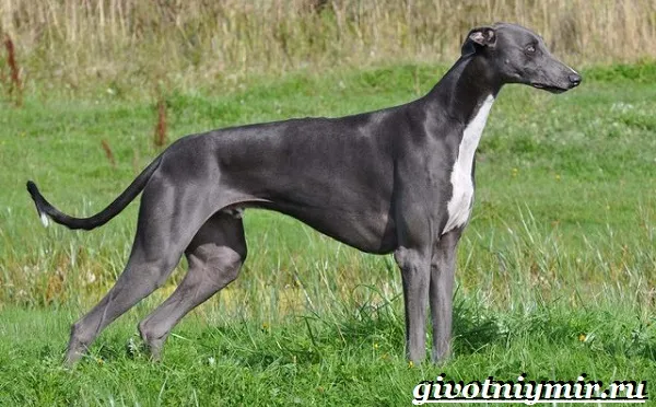 Грейхаунд-собака-Описание-особенности-уход-и-цена-грейхаунда-8