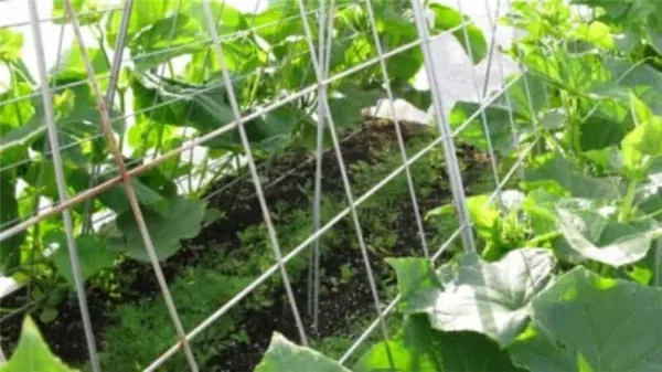 Инструкция как подвязать огурцы в теплице правильно для начинающих огородников