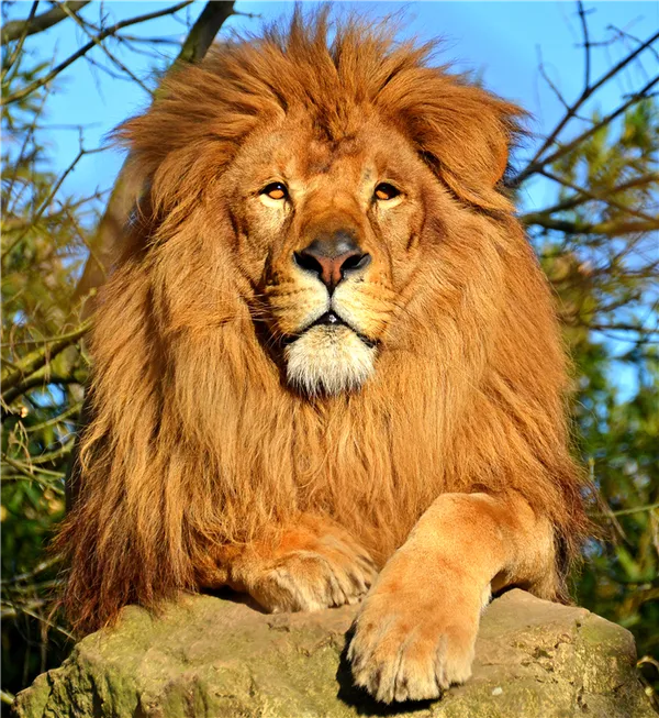 лев мужчина