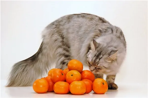 кот с мандаринами