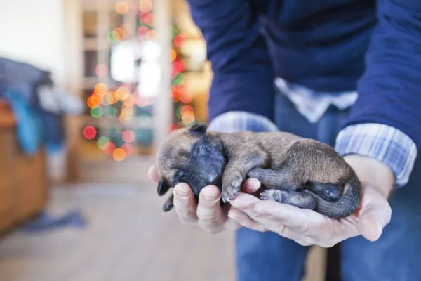 Новорожденный щенок малинуа