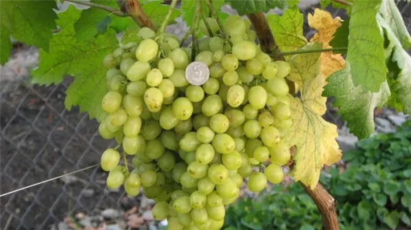 Десертный сорт винограда Алёшенькин, обожаемый садоводами
