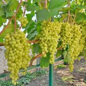 Десертный сорт винограда Алёшенькин, обожаемый садоводами