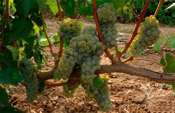 Урожайность-винограда-Бьянка-фото