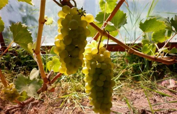 Грозди-винограда-Бьянка-фото