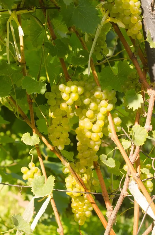 Грозди винограда Бианка