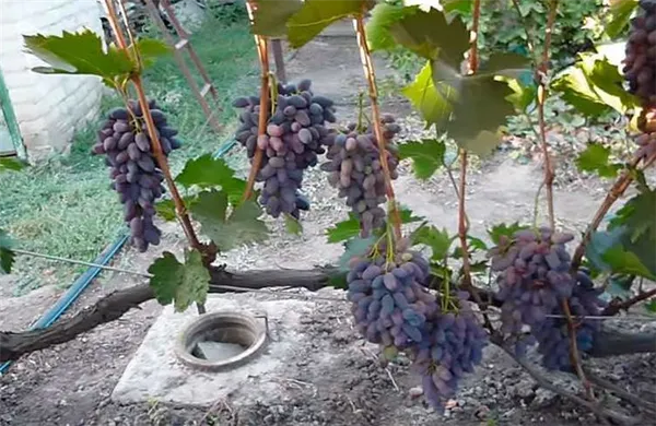 Рост винограда сорта Памяти Негруля фото