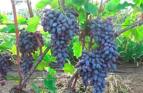 Как ухаживать за виноградом Памяти Негруля фото