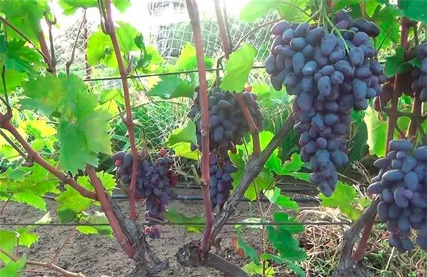 Характеристика винограда Памяти Негруля фото