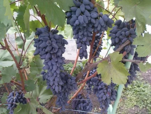 Грозди винограда Памяти Негруля