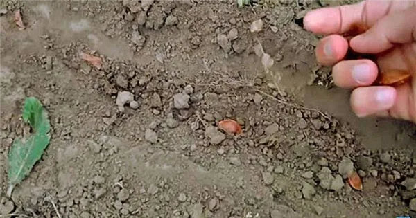 Косточку закапывают в землю на глубину 3 см