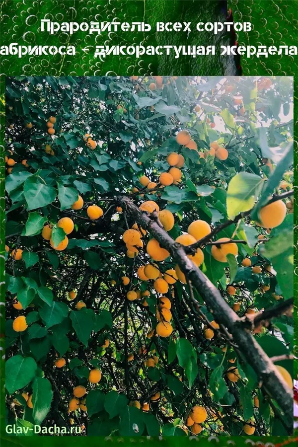 Обыкновенный абрикос