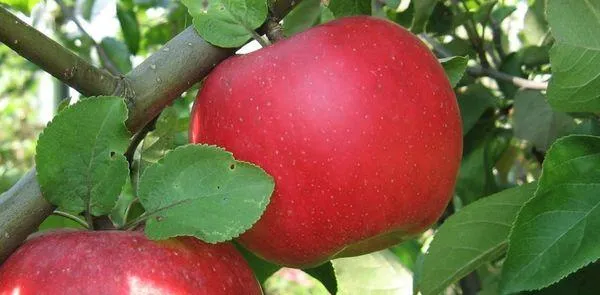 Яблоня штамбовая