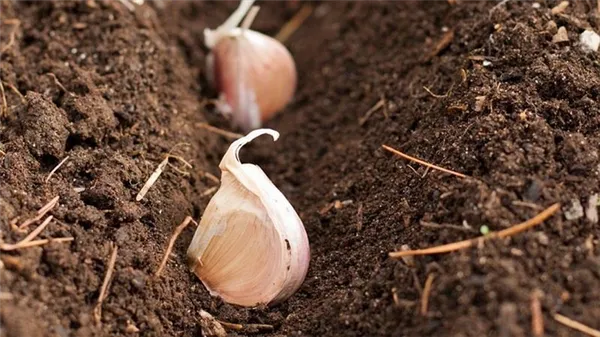 Защищаем будущий урожай от вредителей и болезней - правильная обработка чеснока перед посадкой