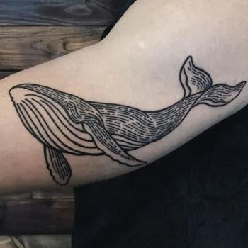 Эскиз тату голубой кит