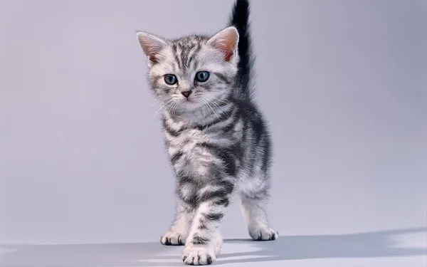 Американская короткошерстная кошка
