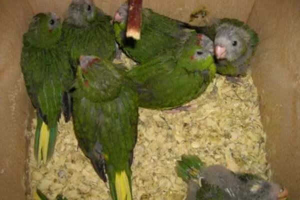 Какарики попугаи: содержание и разведение новозеландских попугаев