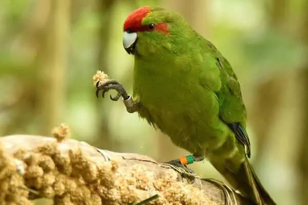 Какарики попугаи: содержание и разведение новозеландских попугаев