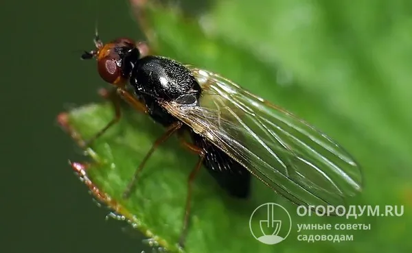 Морковная муха (на фото) предпочитает делать яйцекладки в пасмурную погоду или вечером
