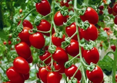 Характеристика и описание помидоров Черри Вера. Урожайность и особенности выращивания