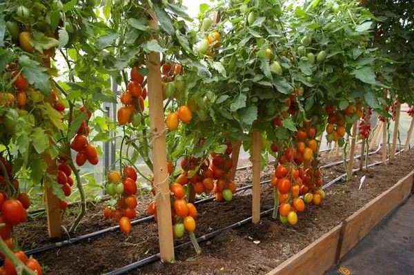 Посадка и выращивание томата джек пот