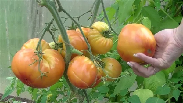 Крупноплодный сорт, от которого в восторге дачники - томат 