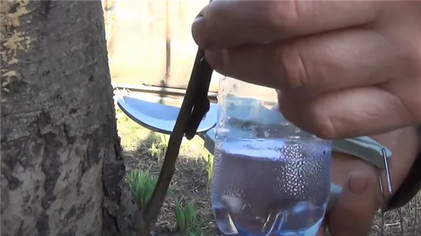 Ветка на дереве, секатор, черенок и бутылка с водой в руках