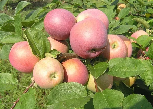 плодоношение яблони сорта Слава Победителям