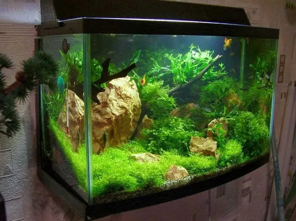 идея оригинального декорирования домашнего аквариума