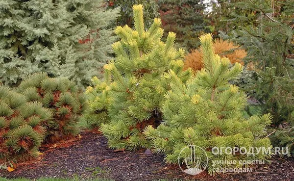 Сосна обыкновенная (Pinus sylvestris) довольно чувствительна к загрязнению воздуха, требует хорошего освещения