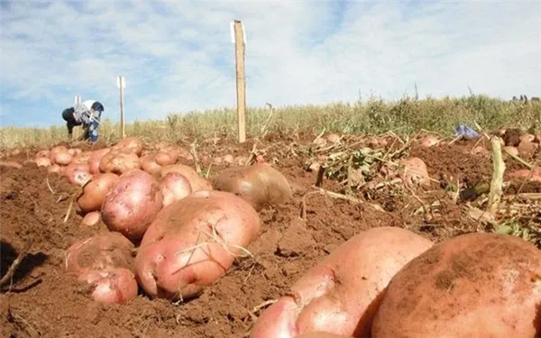 сорт картофеля Ирбитский устойчив к засухе