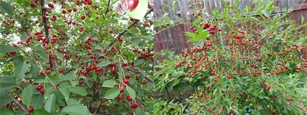 плодоношение уральской рубиновой вишни