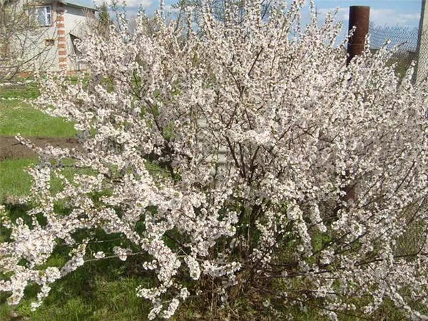 цветет вишня Уральская Рубиновая