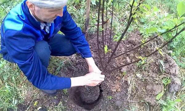 агротехника посадки вишни