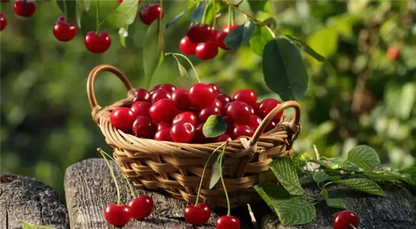 Описание вишни сорта «Уральская Рубиновая»: характеристики, фото, видео, отзывы