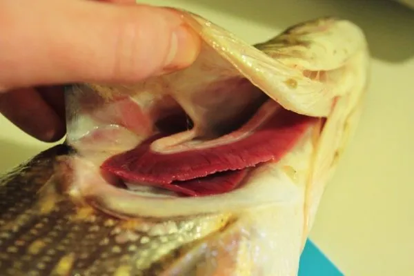 Перед хранением рыбы жабры нужно удалить, чтобы не начался процесс гниения.