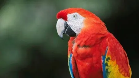 Попугай ара: виды, правила содержания и разведения